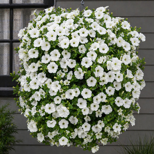 Pure white trailing petunia - 50,