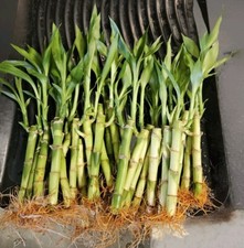 10 LUCKY BAMBOO PLANTS 4" Free