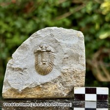 Scutellum A Grade Fossil