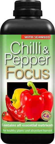 Chilli pepper focus premium - &,