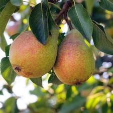Clapp's Favourite Pear Tree 4-5ft Tall, Juicy Dessert Pear With Sweet Flavour