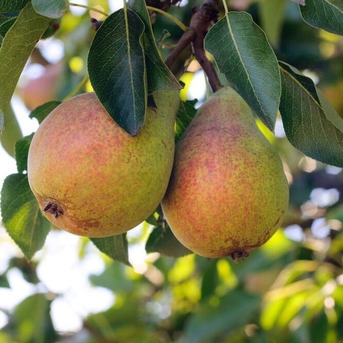 Clapp favourite pear - clapp's,