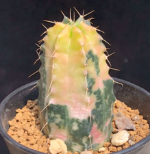 RareSucculent Plant