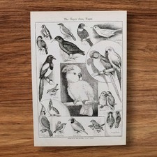 Antique 1890s Victorian Pet Birds Book Print Lithograph Cockatoo Parrots Finch