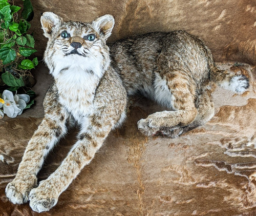 Emerald eyed bobcat taxidermy - emerald,