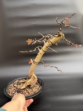 Hawthorn Bonsai