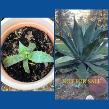 LARGE SIZE AGAVE SALMIANA