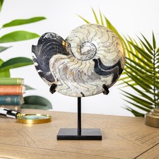 XXL Goniatite Ammonite on Stand (Goniatitida sp)