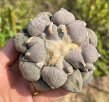 Rare Cacti Ariocarpus