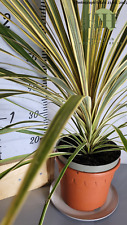 Cordyline  'Torbay Dazzler' |
