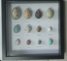 British birds eggs - birds, collection