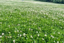 Clover White 25% & 75% grass