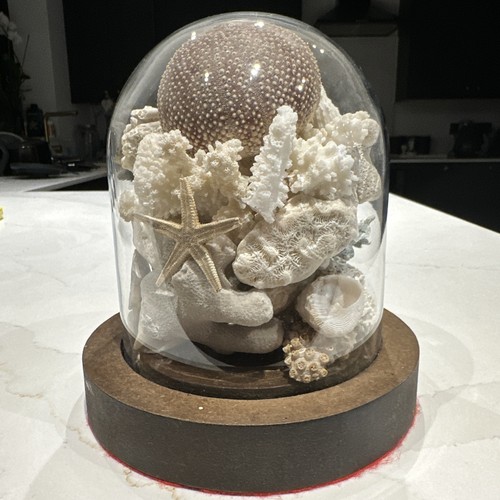 Antique coral shell sea urchin - coral,
