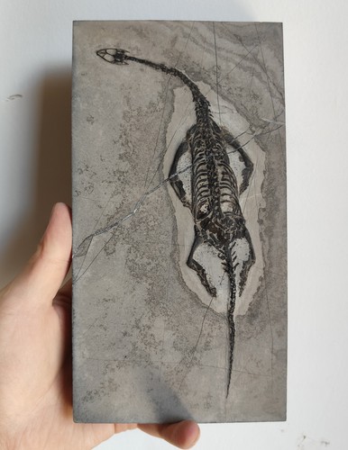 Keichousaurus skeleton fossil - skeleton,