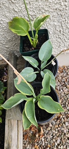 Hosta mixed perennial - 3, hosta's