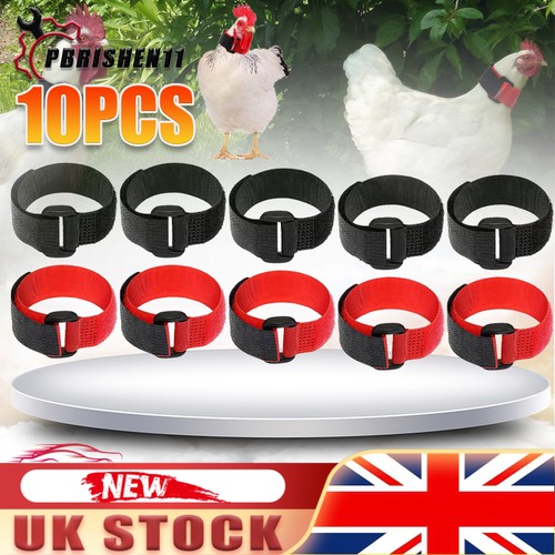 Bantam cockerel rooster - x,