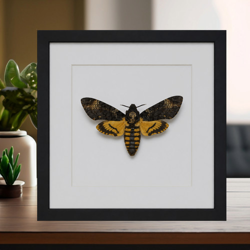Framed deaths head hawk - framed,