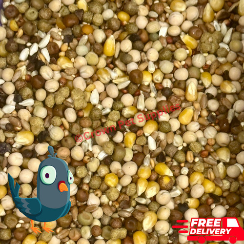 Pigeons feed for - feed,