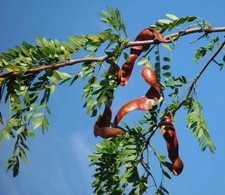 25 x Common Honey Locust seeds.  Gleditsia Triacanthos.