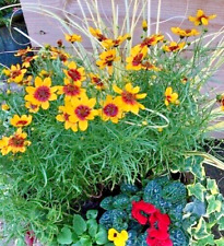 Coreopsis 'Sizzle and Spice
