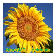 Mammoth Grey-Stripe Sunflower