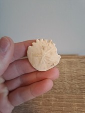 Fossil Sand Dollar -