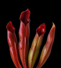 Heliamphora Sarracenioides (Red Clumpy Clone)