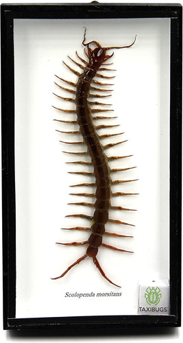 Real centipede millipede - centipede,