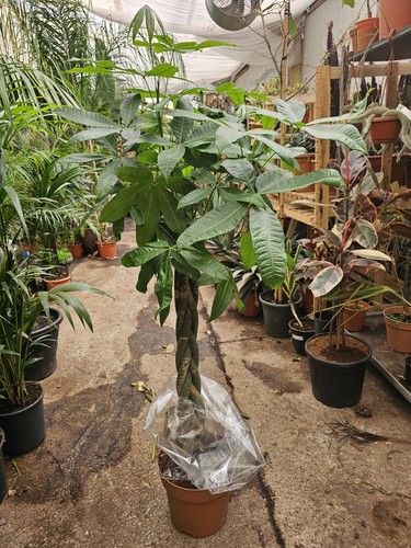 1x6ft pachira aquatica palm - aquatica,