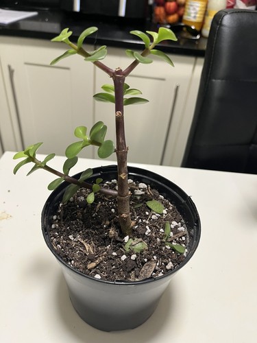 Portulacaria afra dwarf jade - afra,