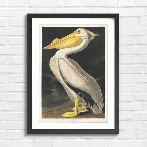 Vintage american white pelican - vintage,