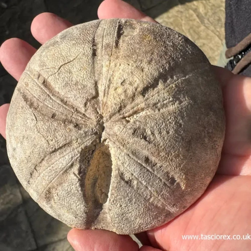 Clypeus ploti british - ploti, –