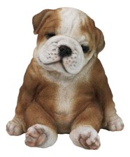 American Pedigree Dogs