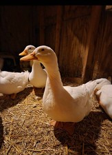 6+ Pekin, Cayuga & Ancona