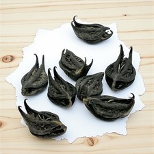 3 Devils Pod, Bat Nut, Hoodoo