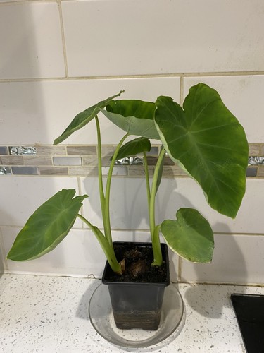 Large elephant ear - large, plant