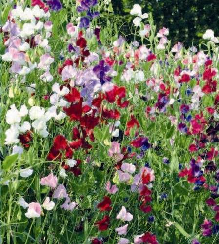 Sweet pea cuthbertson - cuthbertson, –