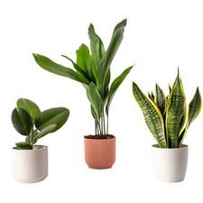 Ultimate Survivor Bundle The Unkillable Trio for a Thriving Indoor Plant Jungle