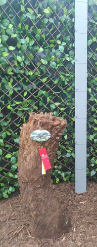 Dicksonia antarctica 3ft