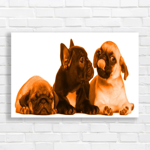 Adorable french bulldog pug - adorable,
