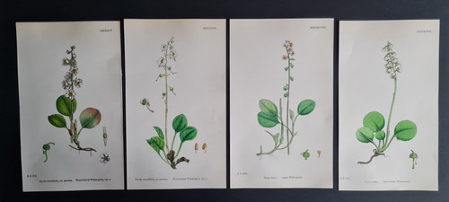 Antique 1873 print - , set