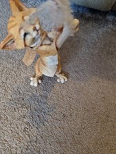 Country Artists “A Breed Apart”- Fluffy the Ginger Cat CA05217 .. 7in High VGC