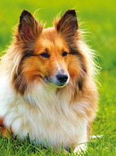 Collie ?  Sheltie ? Shetland