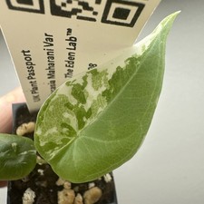 Alocasia Maharani Variegata -