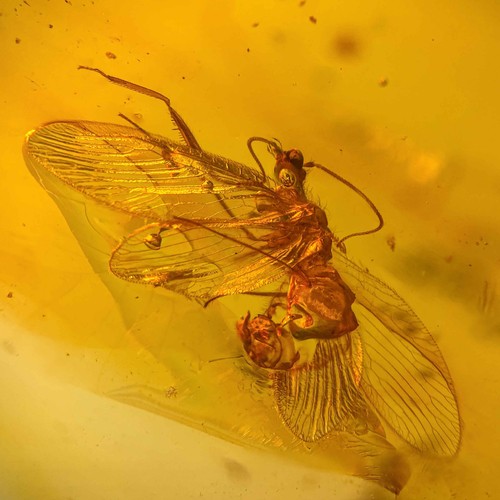 Mantisfly burmese burmite - in,
