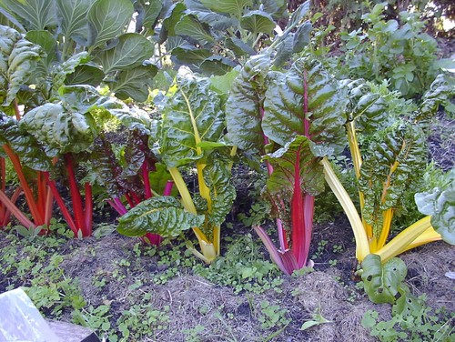 Swiss chard rainbow - mix, gram