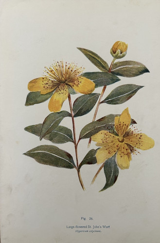 Large flowered john - flowered, john’s