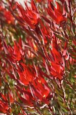 Leucadendron. MRS STANLEY