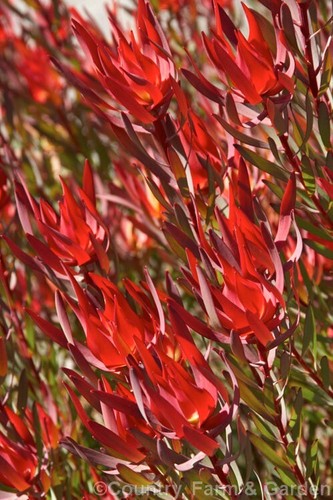 Leucadendron mrs stanley - leucadendron.,