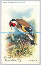 R750098 Goldfinch Canary Cage Bird Life No 3 1907
